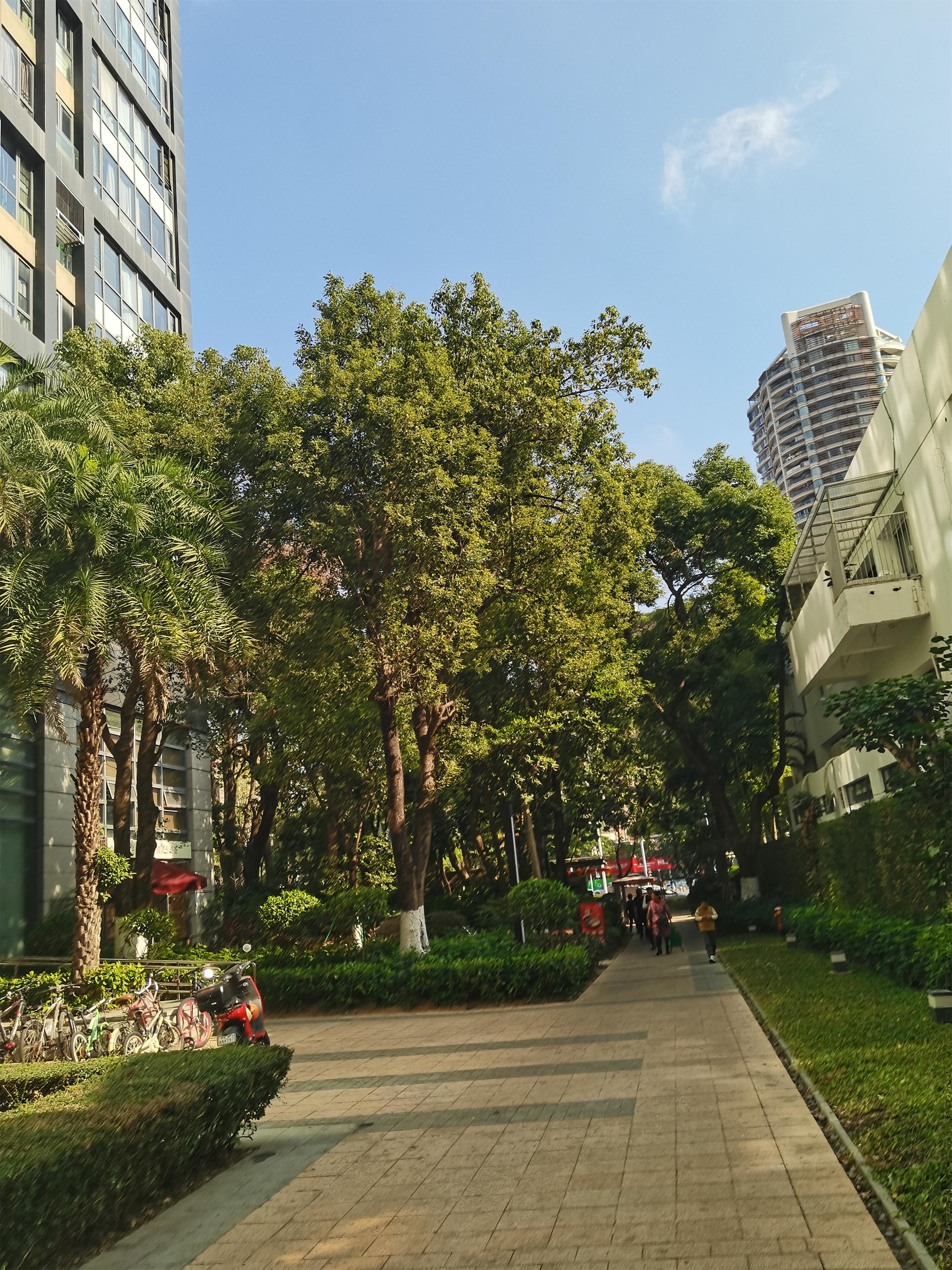 中信红树湾深圳市南山区白石二道与深湾一路交汇处中信红树湾花城19栋